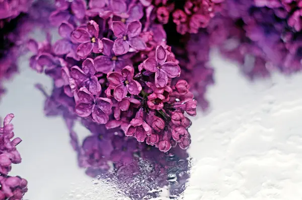 有露珠的紫丁香花 背靠开的紫丁香枝 紫丁香 — 图库照片