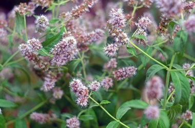 Çiçek açan nane, çiçek açan naneli arkaplan