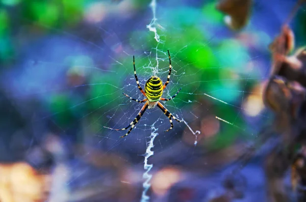 Spindelgeting Naturliga Förhållanden Spindel Argiope Bruennichi Ett Nät Insekter — Stockfoto