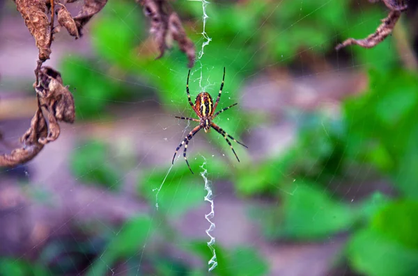 蜘蛛黄蜂在自然条件下生存 蜘蛛网上的蜘蛛 Argiope Bruennichi — 图库照片