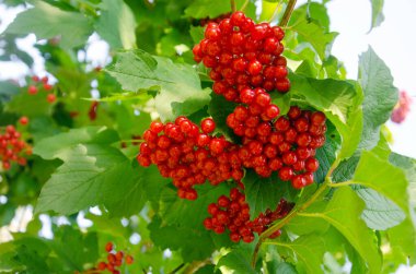 Viburnum çilekleri, doğadaki viburum, yeşil yapraklı kırmızı viburum kümeleri, yakın plan viburnum meyveleri.