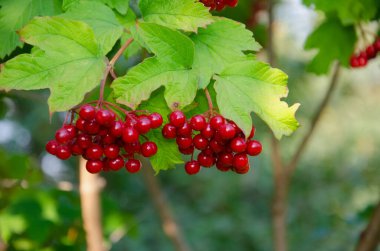 Viburnum çilekleri, doğadaki viburum, yeşil yapraklı kırmızı viburum kümeleri, yakın plan viburnum meyveleri.