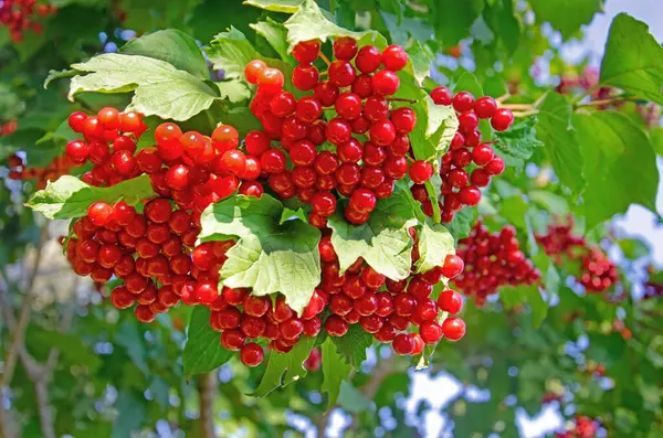 Viburnum Beeren Viburnum Der Natur Rote Viburnum Trauben Auf Einem — Stockfoto