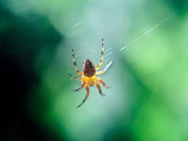 Örümcek, doğal şartlarda ağda küçük bir örümcek. böcekler