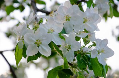 İlk Bahar Yaprakları Ceviz Ağacı Dalı Minimalist Bahar Konsepti Yumuşak Bulanık Arkaplan