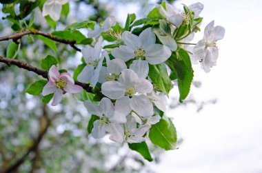 İlk Bahar Yaprakları Ceviz Ağacı Dalı Minimalist Bahar Konsepti Yumuşak Bulanık Arkaplan
