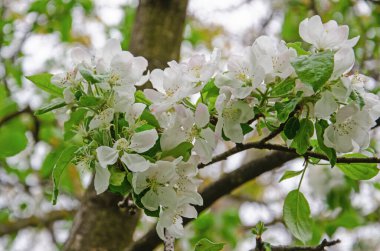 İlk Bahar Yaprakları Ceviz Ağacı Dalı Minimalist Bahar Konsepti Yumuşak Bulanık Arkaplan