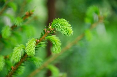İlk Bahar Yaprakları Ceviz Ağacı Dalı Minimalist Bahar Konsepti Yumuşak Bulanık Arkaplan