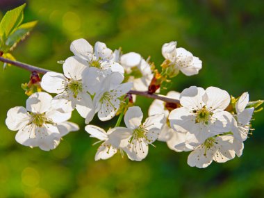 İlk Bahar Yaprakları Ceviz Ağacı Dalı Minimalist Bahar Konsepti Yumuşak Bulanık Arkaplan