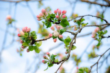 Bulanık bir arka planda bir elma ağacının çiçek açan dalları. Çiçek açan elma ağacı, yakın plan. Baharda bir meyve ağacının çiçek açması. Arkaplanda elma çiçeği var.