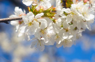 Arka planda çiçek açan kiraz dalı resmi var. Kiraz çiçeği, yakın plan. İlkbaharda çiçek açan bir ağaç. Kiraz çiçekli arka plan