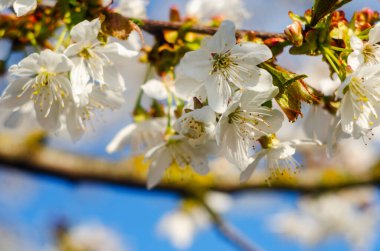 Arka planda çiçek açan kiraz dalı resmi var. Kiraz çiçeği, yakın plan. İlkbaharda çiçek açan bir ağaç. Kiraz çiçekli arka plan