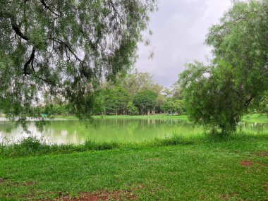 Parktaki gölde ağaçlar ve yeşil çimenler