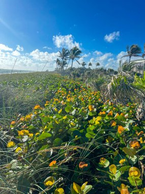 Canlı turuncu ve yeşil yapraklı bereketli kıyı bitkileri ön planda yayılıyor, çimen parçalarıyla karışıyor. Uzun palmiye ağaçları orta mesafede yavaşça sallanır, güneşli bir manzarayı çerçeveler.. 