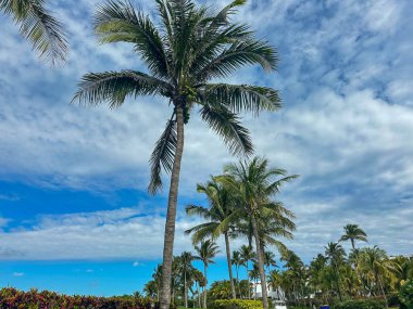 Bulanık mavi arkaplanı olan uzun avuçlar. Uzun palmiye ağaçları parçalı bulutlu bir gökyüzüne karşı yükselir ve bazı mavi parçalar görünür. Aşağıdaki yemyeşil çalı ve bitkiler tropikal ve subtropikal bir manzara oluşturur..