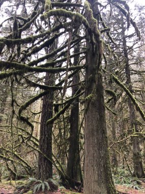 Ormanın güzel manzarası