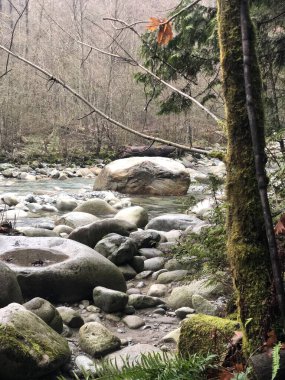 Ormanda güzel bir şelale