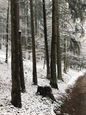 Karla kaplı ağaçlarla kaplı kış ormanı