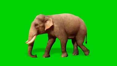 Yeşil ekrandaki fil