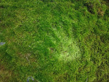 Yosun kaplı bir taşın üzerindeki el izi..