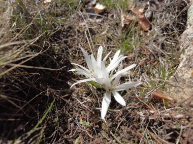 Dağ çiçekleri şubatta açarlar ve şefkati ve güzelliğiyle hayrete düşerler..
