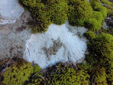 Yoğun bir ormanda yosun kaplı bir kaya..