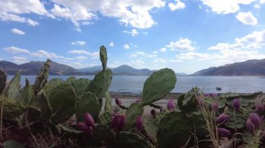 Güzel bir dağ gölünün arka planında çiçek açan kaktüsler..