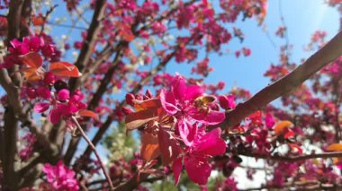Çiçekli meyve ağaçları şehrin sokaklarını baharda süslüyor..