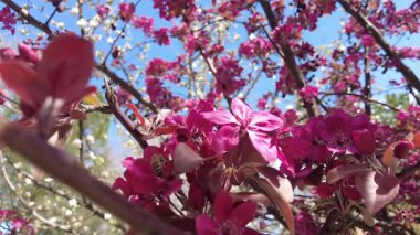 Çiçekli meyve ağaçları şehrin sokaklarını baharda süslüyor..