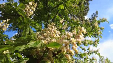 Baharda çiçek açan kestane ağacı.