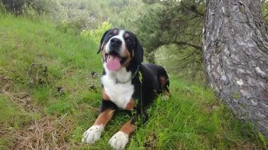 Entlebucher Dağ Köpeği şehir parkında taze yeşil çimlerin üzerinde yürümeyi sever..