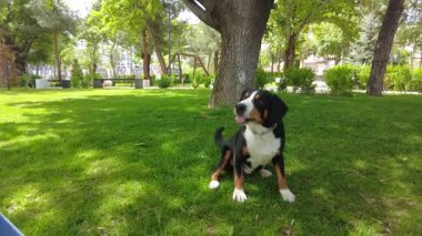 Entlebucher Dağ Köpeği şehir parkında taze yeşil çimlerin üzerinde yürümeyi sever..