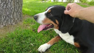 Entlebucher Dağ Köpeği şehir parkında taze yeşil çimlerin üzerinde yürümeyi sever.