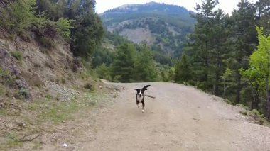 Entlebucher Dağ Köpeği güzel manzaralı dağ patikaları ve yollar boyunca koşmayı sever..