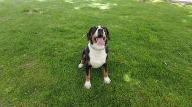 Entlebucher Dağ Köpeği şehir parkında taze yeşil çimlerin üzerinde yürümeyi sever.