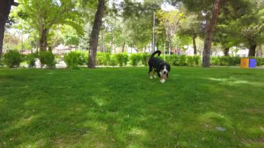 Entlebucher Dağ Köpeği şehir parkında taze yeşil çimlerin üzerinde yürümeyi sever..