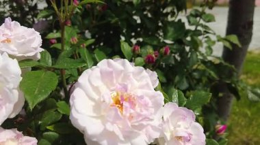 Tırmanan güller baharda yüzlerce güzel kokulu çiçekle açar..