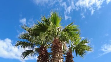 Mavi gökyüzüne karşı güzel palmiye ağaçları şehrin sokaklarını süslüyor..
