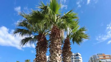 Mavi gökyüzüne karşı güzel palmiye ağaçları şehrin sokaklarını süslüyor..