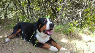 İyi bir köpek tehlikeyi görür görmez kötü bir köpeğe dönüşür..