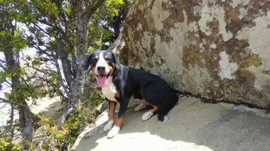 Bir Entlebucher Dağ Köpeği, güneşli bir günde yüksek dağlarda poz verir ve gölgede dinlenmek için yerleşir..
