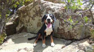 Bir Entlebucher Dağ Köpeği, güneşli bir günde yüksek dağlarda poz verir ve gölgede dinlenmek için yerleşir..
