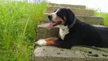 Bir Entlebucher Dağ Köpeği zorlu bir tırmanıştan sonra taş basamaklarda dinlenir..