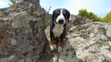 Entlebucher Dağı Köpeği dünyaya tepeden bakmak için dağlara tırmandı..