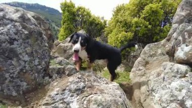 Entlebucher Dağ Köpeği dağlarda vahşi hayvanları korkutmak için mükemmel bir çığırtkandır..