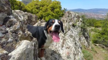 Entlebucher Dağ Köpeği dağları ve doğayı çok sever.!