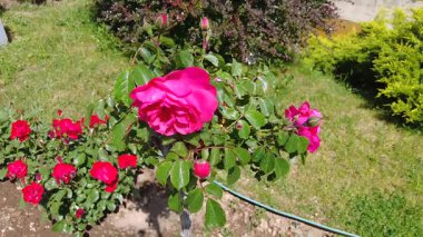 Şehir parkındaki güzel gül goncaları güzellikleri ve aromalarıyla göz kamaştırıyor..