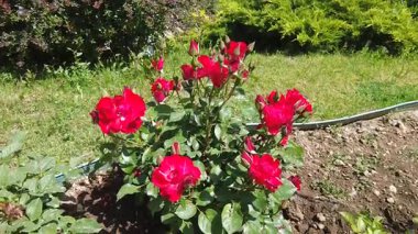 Şehir parkındaki güzel gül goncaları güzellikleri ve aromalarıyla göz kamaştırıyor..