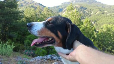 Bir Entlebucher Dağ Köpeği, sahibinin yüksek dağlarda otururken onu okşamasından zevk alır..