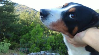  Bir Entlebucher Dağ Köpeği sahibi tarafından sevilmekten hoşlanır..